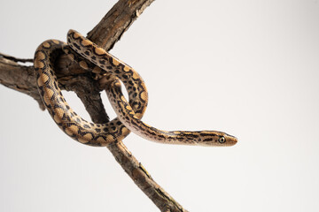 Rainbow boa in front of white background