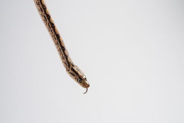 Amazon tree boa, or Garden tree boa (Corallus hortulanus) close-up on white background