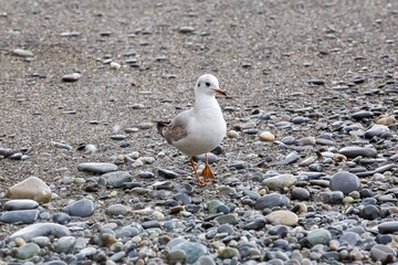 seagull wallking on the seashore
