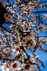 Almond trees in bloom under blue sky