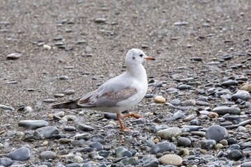 seagull wallking on the seashore