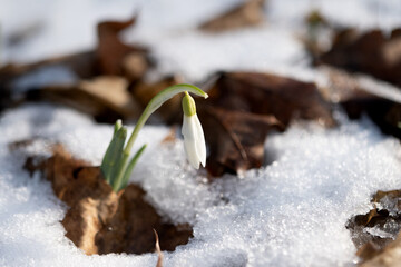 snowdrops growing in spring early spring