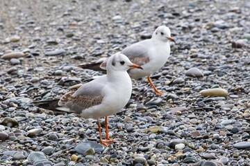 seagulls wallking on the seashore