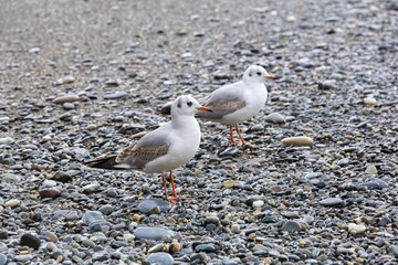 seagulls wallking on the seashore