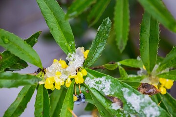 barberry branches with yellow flowers under the snow