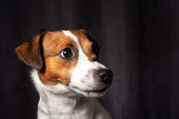 Jack Russell Terrier at studio