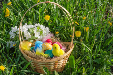 Easter card, colorful eggs in a basket with a chicken in the grass