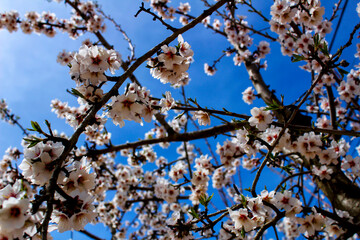 Almond trees in bloom under blue sky