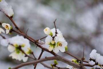 cherry blossoms under the snow