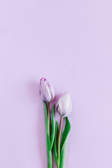 Tender violet tulips on pastel violet background. Greeting card for Women's day.
