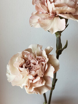 Light pink clove flower