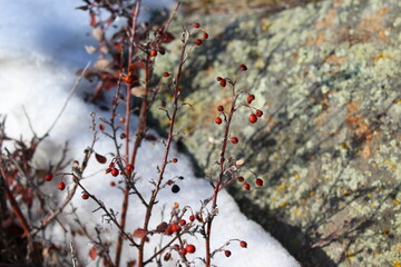 Frozen Wild Berries Blue and Red in Winter Snow on Mountain Top