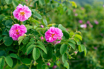Bulgarian Roses 