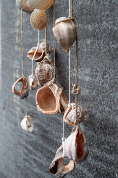 Sea Shells decoration