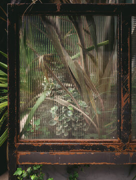 Plants and foliage viewed through a pane of glass.