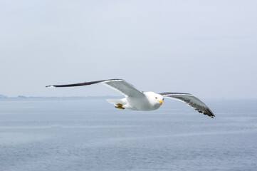 Fototapeta na wymiar Large seagull ( Larus argentatus ) flying in the sky above sea looking ath the camera sailing by with land in the distance