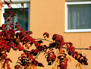 Naklejka premium decorative tree with red autumn leaves in bright sunlight. fall mood. soft blurred bokeh. fall season concept. lush foliage. apartment building stucco elevation and white windows in the background.