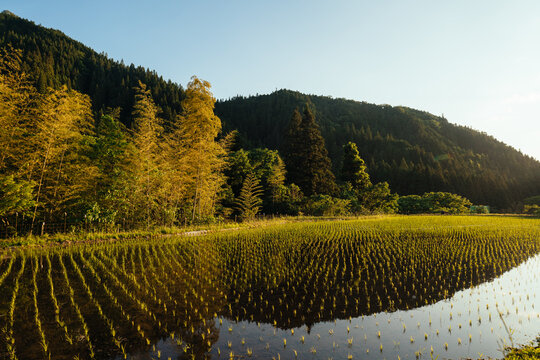 The Beginning of Grow Rice in Mountain Slope