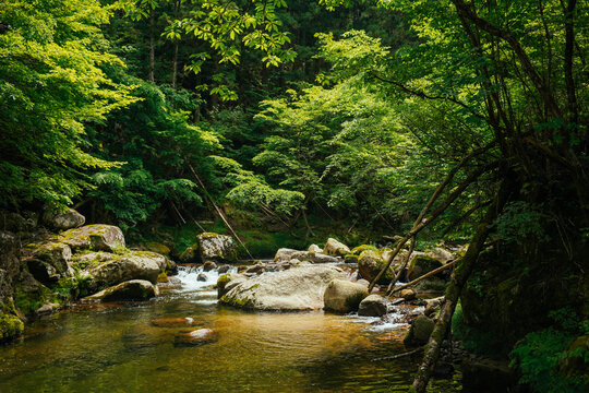 The Source of River in Deep Forest in Nagano, Japan