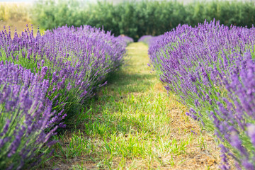 Lavender field in sunlight. Field of Lavender, officinalis. Beautiful image of lavender field.Lavender flower field, image for nat.