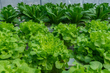 Fototapeta premium Hydroponic vegetables salad ingerdient , organic leave , healthy idea , food making concept