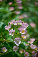 Fototapeta premium Beautiful climbing roses in spring in the garden