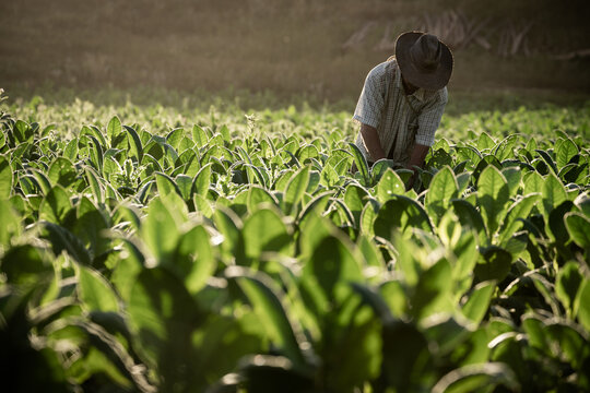 Tobacco collection