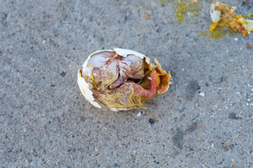 a broken pigeon egg with a dead chick on the pavement