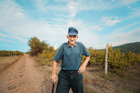 Portrait of a senior man in a vineyard