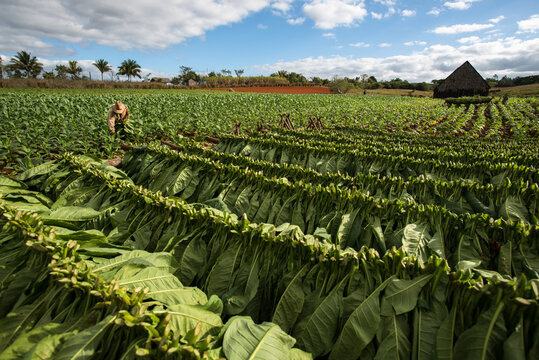 Tobacco plantation