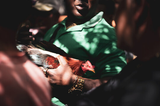 Cuba Cockfight