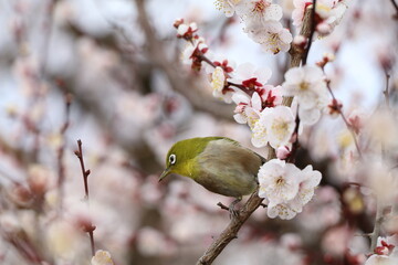 spring blossom