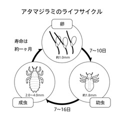 アタマジラミ シラミ サイクル イラスト モノクロ