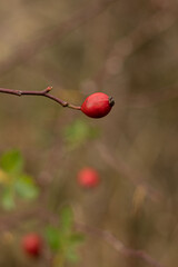 Dzika róża  © KMG