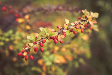 Krzew z czerwonymi owocami 