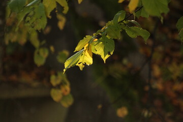 leaves in autumn