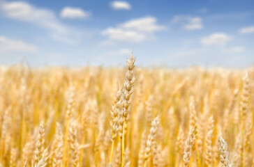 Field wheat in period harvest on background cloudy sky