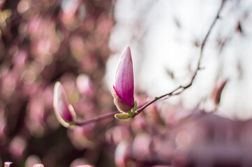 Closed buds of magnolia tree. Beautiful nature scenery in the blue sky.