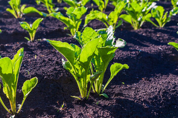Young sprouts of sugar beet on the field.