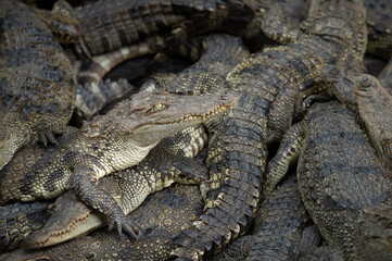 Asia crocodile is opening mouth sunbathe in crocodile farm Thailand Zoo
