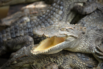 Asia crocodile is opening mouth sunbathe in crocodile farm Thailand Zoo.