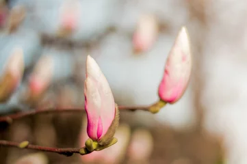 Fototapeten Closed buds of magnolia tree. Beautiful nature scenery in the blue sky. © Anna