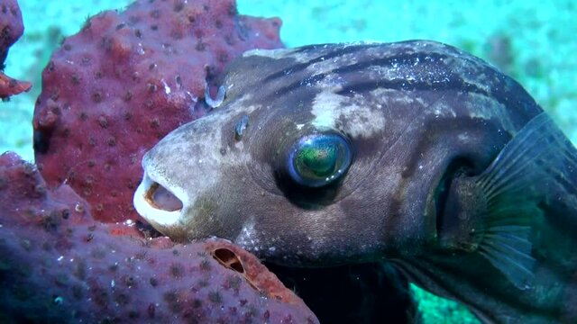 
Manila Pufferfish (Arothron manilensis) - Close Up- Philippines