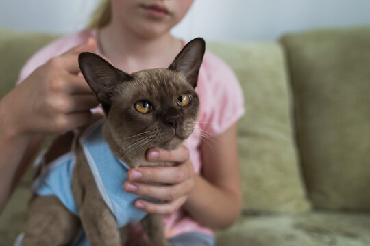 Cat after neutering surgery