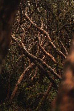 A mysterious forest full of twisted branches