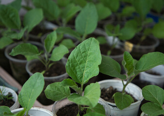 eggplant seedlings in plastic pots. Preparing for spring planting in the garden. Gardening concept. Soft focus. agricultural hobby