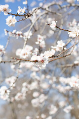 Sprigs with white almond flowers against a background of flowers and a blue sky out of focus. Spring bloom theme. Vertical image.