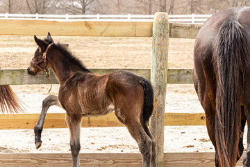 A young bay Thoroughbred foal pawing at a wood fence next to it's mother.