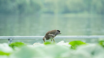 One bird walking along the pond in the rainy day