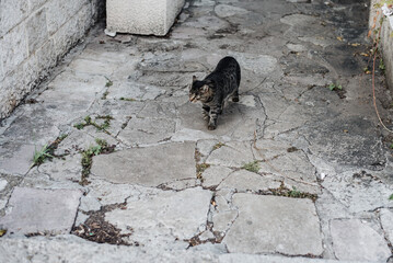cat on the roof 